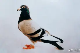 访专养西翁鸽的杨登元图片