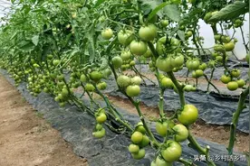 种菜不会浇水和施肥？记住这些口诀，你就是种植小达人图片