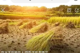 莫言母亲拣麦穗被打的真实性如何？图片