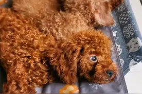 女子被隔离留2只狗单独在家，再回来时语塞了：什么个情况呀？图片