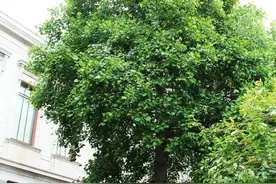 此“黄杨”非彼“黄杨”！小叶黄杨和美国黄杨区别在哪？图片