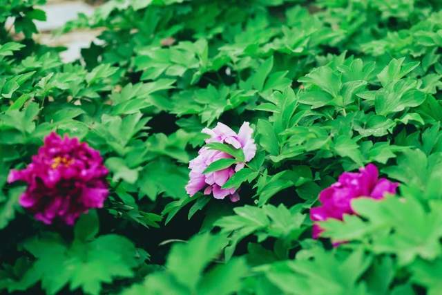 四川省民生研究会新媒体中心-官网