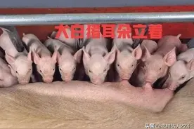 大白猪与长白猪区别图片