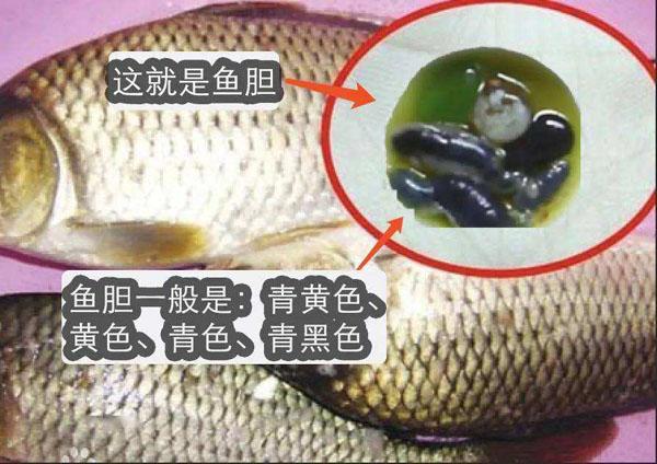 老人一次吞7颗鱼胆无尿发生肾衰，这些食物会引起中毒急性肾损伤