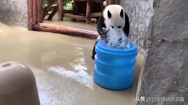 熊猫：真实存在的上古恐惧，为什么只有人类觉得大熊猫很可爱？