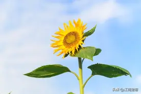 人生靠自己（深度好文）图片