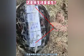 上海钓鱼人河道发现一只死乌龟，背上贴满人名，疑为是一大家子图片