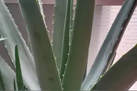 每日学中药——芦荟图片