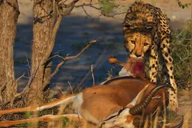 草原发生大旱灾，发狂的动物集体猎杀羚羊喝血解渴，场面太震撼图片