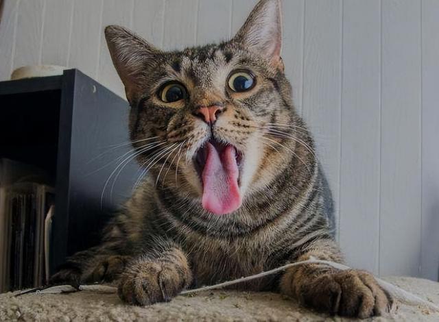 肠胃炎可以吃鱼胶吗 2026年肠胃炎能否吃鱼