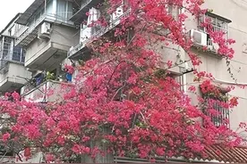 花开如瀑 三角梅红了图片