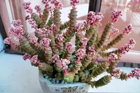 6月养钱串，做好3少1多，虽然不会“太美”，状态也差不到哪里去图片