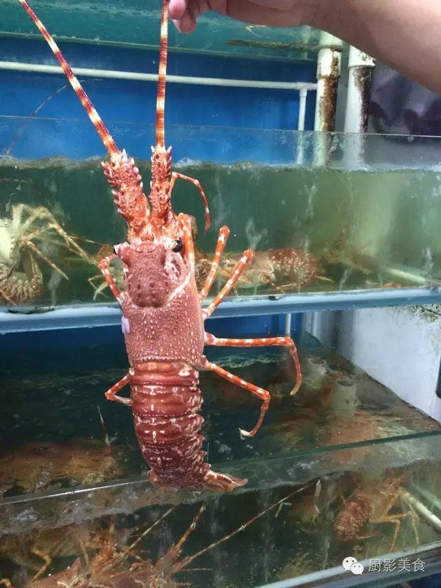 什么海鲜胶原蛋白最多 2025年海鲜含有胶原蛋白吗