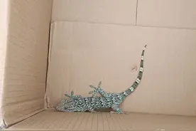 马关县公安局救助一只国家二级保护动物大壁虎图片