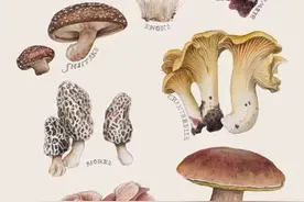 一大波好看的蘑菇科学插图图片