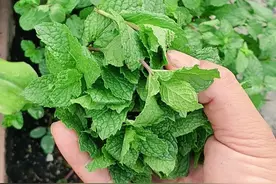 盆栽薄荷总是莫名枯萎，可提前多备一些扦插苗，养好它真不难图片