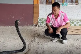 泰国吉尼斯世界纪录“训蛇王”金盆洗手 曾目睹同行被咬死图片