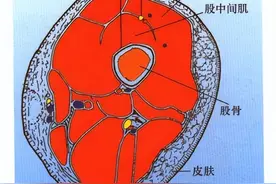足阳明胃经经穴——伏兔穴图片