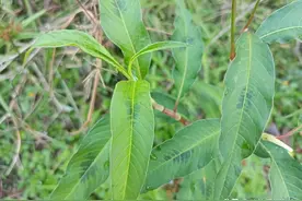 1种有“胎记”的植物，人称“通便草”，田边遍地是，常被人忽视图片