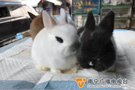 兔年临近宠物兔受欢迎，专业人士教你如何养兔兔图片