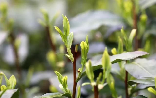 寒冬选茶不易，乱喝吃亏！这3款茶是很多人喝茶的首选，温和好喝