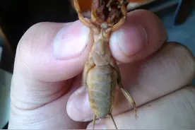 几十年前，路灯底下总能见到成群的蝲蝲蛄，为啥现在越来越少了呢图片