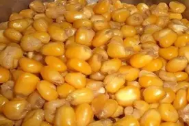 别再傻傻地用生玉米钓鱼了！这样加工一下，效果倍增图片