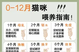 铲屎官必知！猫咪0-12月的成长表图片
