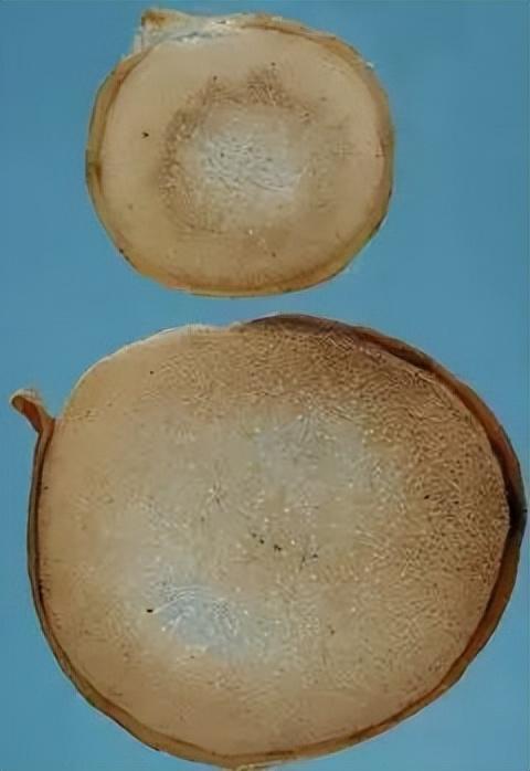 每天学习一味中药——鹿茸