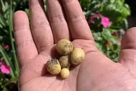 外国网友分享“种菜失败大赏”，虽然没丰收，但收获小小的可爱！图片