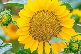 人教版高中语文背诵篇目图片