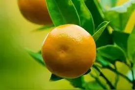 橙子壁纸：祝大家心想事“橙”图片