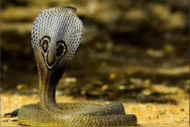 做人太猖狂！印度捕蛇人自认为对蛇毒免疫，不料当场被眼镜蛇咬死图片