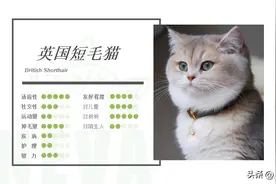 英国短毛猫丨金渐层（蓝金）图片
