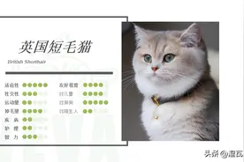 英国短毛猫丨金渐层（蓝金）图片