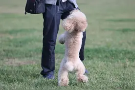 这些事，对狗来说就是“上刑”，有点残忍图片