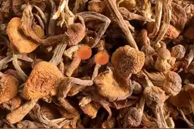 怎样才能发好蘑菇（香菇图片