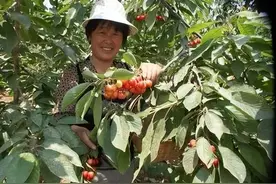 大樱桃采收后，90%农民会忽略的六大问题!图片