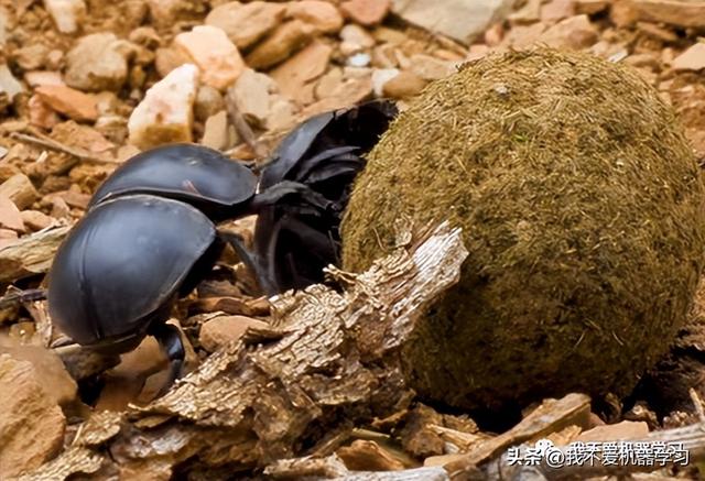 蜣螂算法(原理)