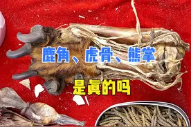 农村集市上，商贩便宜售卖的鹿角、虎骨是真的吗？为何不多见了？图片