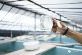 饲料行业，出现新配方？这种添加剂，可以大大提高养虾的成功率图片