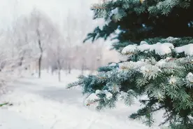 诗词丨晚来天欲雪，能饮一杯无？图片