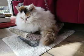 猫比较容易掉毛，那家里养猫，到处都是猫毛怎么办？图片