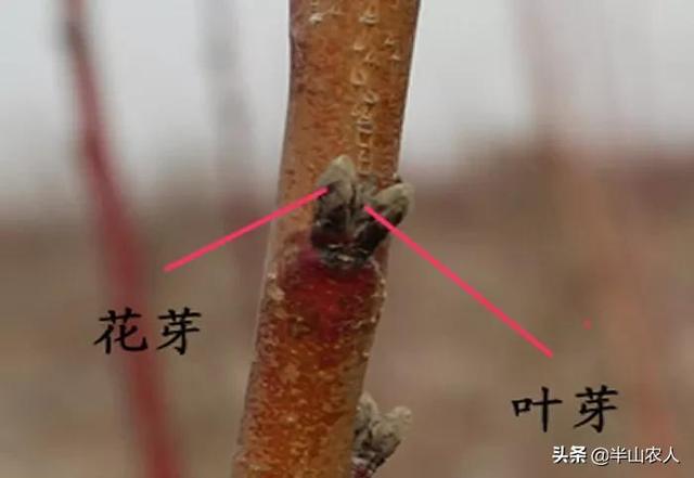 涓嶆噦鑺辫娊鍒嗗寲锛熺鐞嗘灉鏍戞€庤兘鏈夌殑鏀剧煝锛岃繖浜屼釜鐢ㄨ偉鏂规寰堝€煎緱鎺ㄨ崘