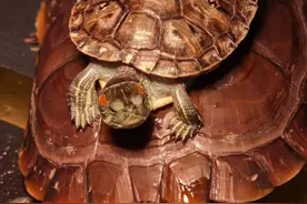 建议收藏！这篇养龟治疗大汇总，帮助新老龟友为乌龟自查对比图片