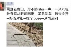 绍兴一座山上，惊现“眼镜蛇王”！有那么粗……图片