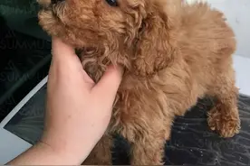 一例动物激光治疗犬车祸后撕裂伤病例分享图片