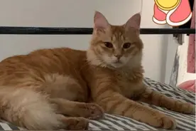了解一下：干性猫传腹治疗要点图片