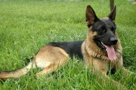 广东女子救下濒死狼狗,3年后幼子竟离奇失踪,狼狗报恩助真相浮出图片