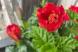 “3种”废水来浇花，又肥又补，旧土变肥土，花儿越来越旺图片